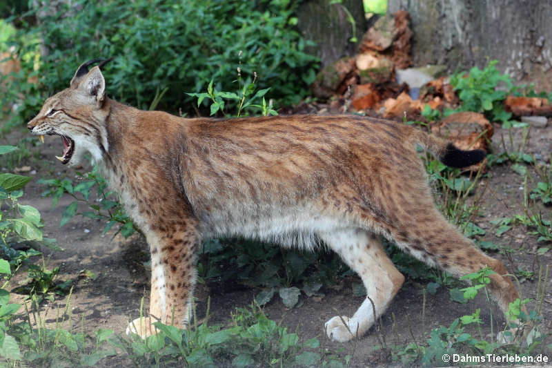 Lynx lynx lynx-4