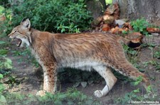 Eurasischer Luchs oder Nordluchs (Lynx lynx lynx) im Zoo Duisburg