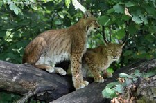 Eurasische Luchse oder Nordluchse (Lynx lynx lynx) im Zoo Duisburg
