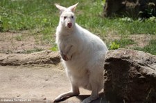 Bennett-Känguru (Notamacropus rufogriseus) im Zoo Duisburg