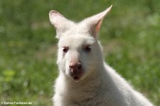 Bennett-Känguru (Notamacropus rufogriseus) im Zoo Duisburg