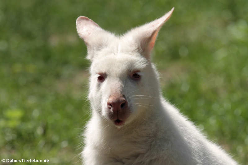 Albino Bennett-Känguru (Notamacropus rufogriseus rufogriseus)