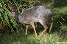 Kirk-Dikdik (Madoqua kirkii) im Zoo Duisburg