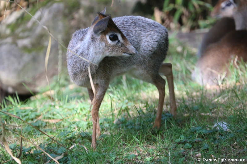 Kirk-Dikdik (Madoqua kirkii)