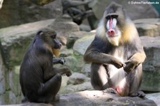 Mandrills (Mandrillus sphinx) im Zoo Duisburg