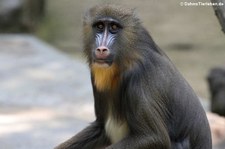 Mandrill (Mandrillus sphinx) im Zoo Duisburg