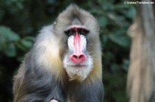 Mandrill (Mandrillus sphinx) im Zoo Duisburg