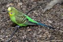 Melopsittacus undulatus