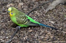 Wellensittich (Melopsittacus undulatus) im Zoo Duisburg