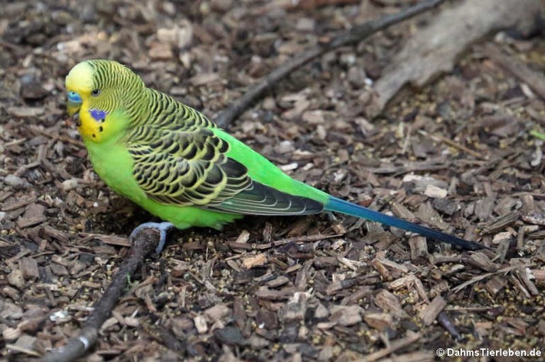 Melopsittacus undulatus