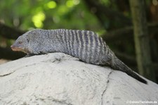 Zebramanguste (Mungos mungo) im Zoo Duisburg