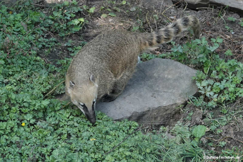 Nasua nasua