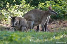 Notamacropus agilis-2