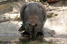 Notamacropus rufogriseus rufogriseus-8