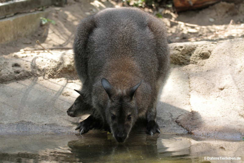 Notamacropus rufogriseus rufogriseus