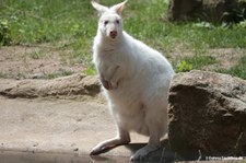 Notamacropus rufogriseus rufogriseus-6