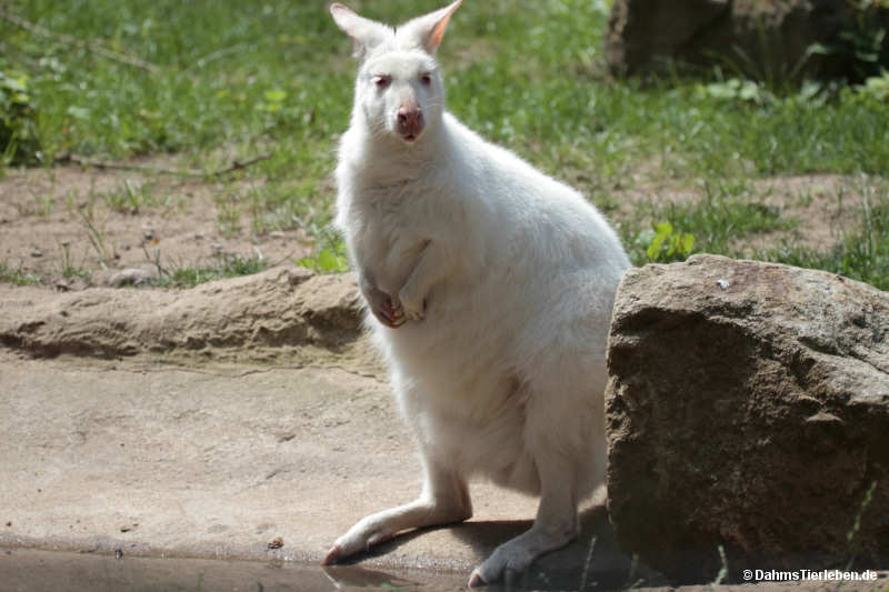 Notamacropus  rufogriseus rufogriseus