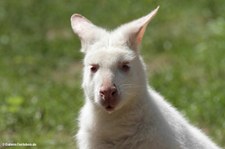 Notamacropus rufogriseus rufogriseus-5