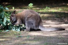 Notamacropus rufogriseus rufogriseus-9