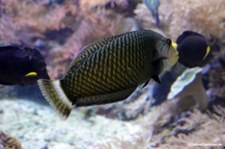 Brauner Bäumchenlippfisch (Novaculichthys taeniourus) 
im Zoo Duisburg Novaculichthys taeniourus-1