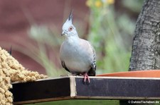 Spitzschopftaube (Ocyphaps lophotes) im Zoo Duisburg