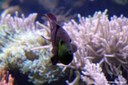 Odonus niger