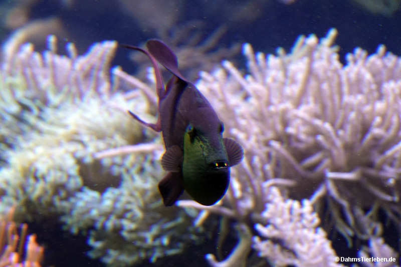 Odonus niger