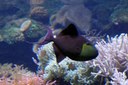Odonus niger