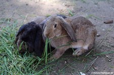 Meißner Widder (Oryctolagus cuniculus f. domestica) im Zoo Duisburg