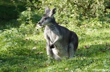 Osphranter robustus robustus-3