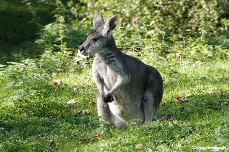 Osphranter robustus robustus