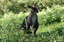 Osphranter robustus robustus