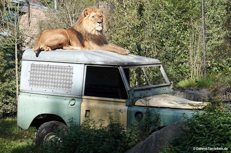 Panthera leo