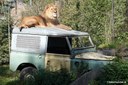 Panthera leo