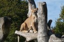 Panthera leo