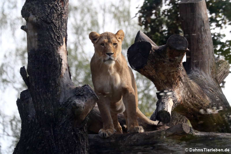 Löwin (Panthera leo)