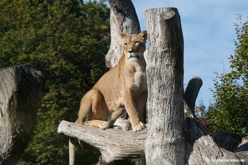 Panthera leo
