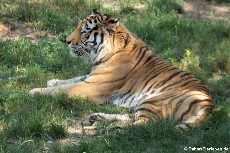 Sibirischer Tiger (Panthera tigris altaica)