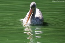 Rötelpelikan (Pelecanus rufescens) im Zoo Duisburg