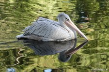 Pelecanus rufescens-1