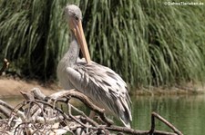 Rötelpelikan (Pelecanus rufescens) im Zoo Duisburg