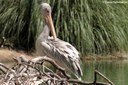 Pelecanus rufescens