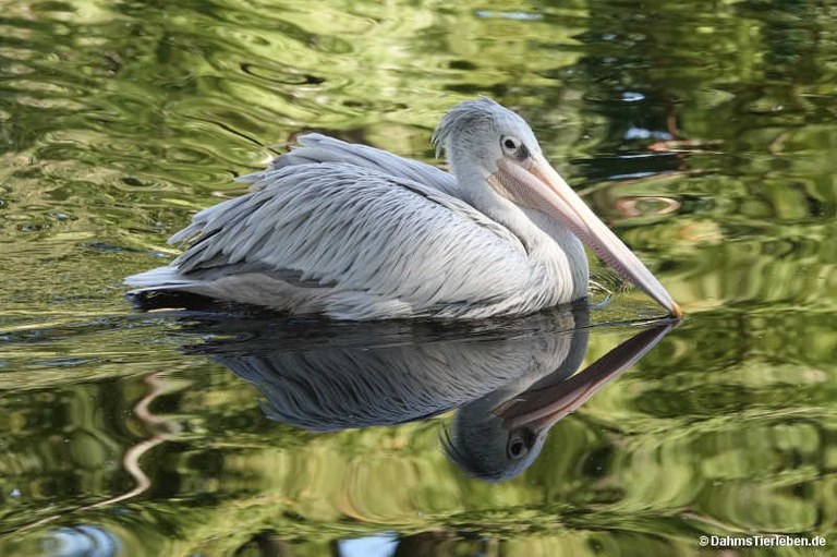 Pelecanus rufescens