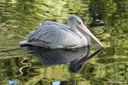 Pelecanus rufescens