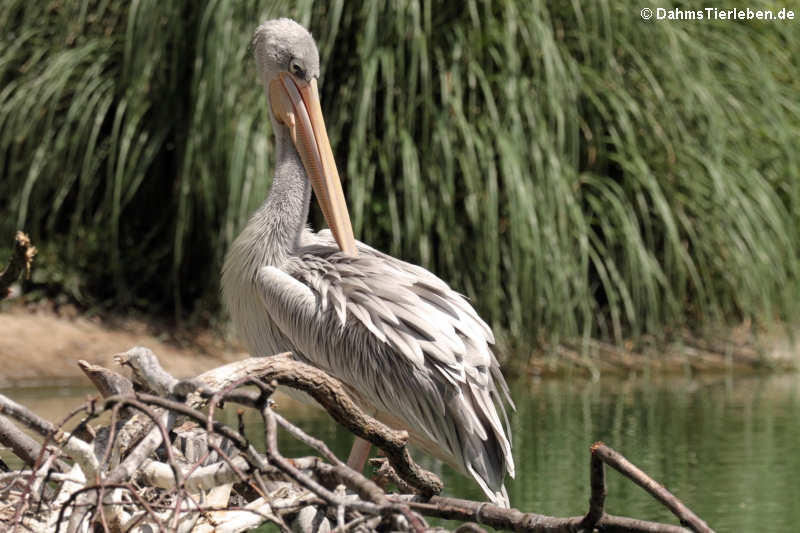 Pelecanus rufescens