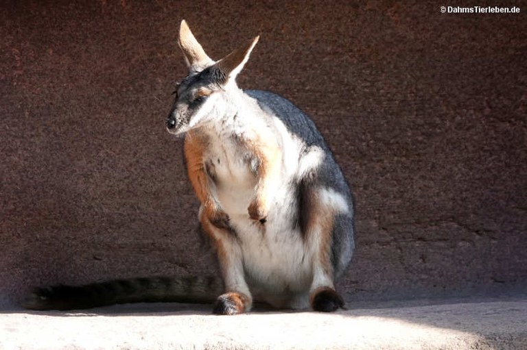 Petrogale xanthopus xanthopus