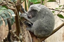 Nördlicher Koala (Phascolarctos cinereus cinereus) im Zoo Duisburg