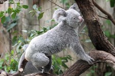 Nördlicher Koala (Phascolarctos cinereus cinereus) im  Zoo Duisburg
