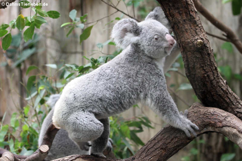 Phascolarctos cinereus cinereus-1