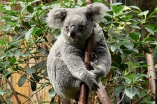 Nördlicher Koala (Phascolarctos cinereus cinereus) im  Zoo Duisburg